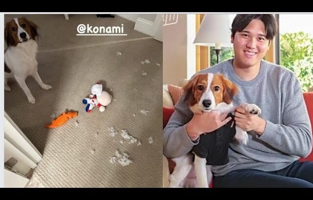 なんという惨事だ！ ！ ！ ！ ！大谷翔平の犬が彼の家に何をしたか見てください。面白いですね。😱😱😱😱😱
