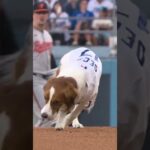 Decoy fetched the first pitch tonight for Shohei Ohtani! 🥺🐶