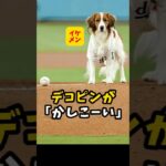 【大谷翔平】デコピンが「かしこーーい」🐶😍 #shorts #baseball #大谷翔平 #mlb