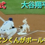 始球式〜デコピンくんがボールを大谷翔平選手の元へ運ぶ〜【大谷翔平選手】 vs オリオールズ〜シリーズ2戦目〜