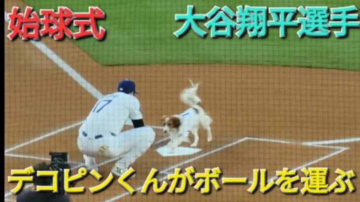 始球式〜デコピンくんがボールを大谷翔平選手の元へ運ぶ〜【大谷翔平選手】 vs オリオールズ〜シリーズ2戦目〜