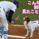 デコピン始球式とか！可愛すぎる！！！🐶