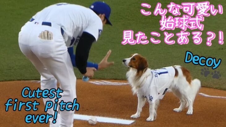 デコピン始球式とか！可愛すぎる！！！🐶