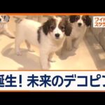 大谷翔平選手の愛犬・デコピンで注目！希少犬種「コーイケルホンディエ」の魅力とは？【ワイド！スクランブル】(2024年12月16日)