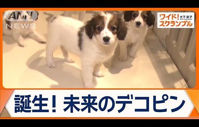 大谷翔平選手の愛犬・デコピンで注目！希少犬種「コーイケルホンディエ」の魅力とは？【ワイド！スクランブル】(2024年12月16日)