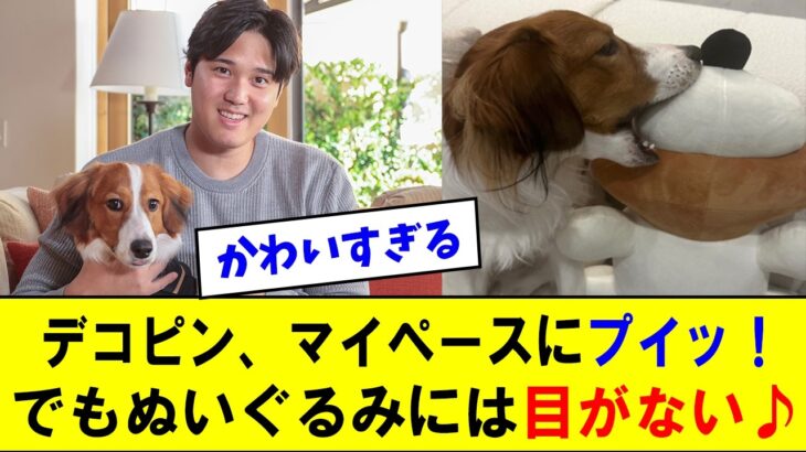 【大谷翔平ドジャース】「デコピン、コナミのぬいぐるみと再会」に対する反応【海外の反応/MLB/メジャー/野球】【反応集】