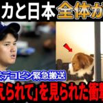 【緊急速報】アメリカと日本全体が衝撃！ 大谷翔平の愛犬デコピン緊急搬送「妻に抱えられて…」! 目撃されたデコピンの衝撃の容態が…【海外の反応 /大谷翔平】