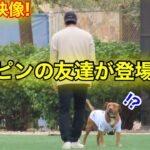 デコピンの友達が現れた！大谷が愛犬2匹連れキャンプ地に集合！2.9自主トレ現地映像