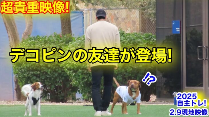 デコピンの友達が現れた！大谷が愛犬2匹連れキャンプ地に集合！2.9自主トレ現地映像