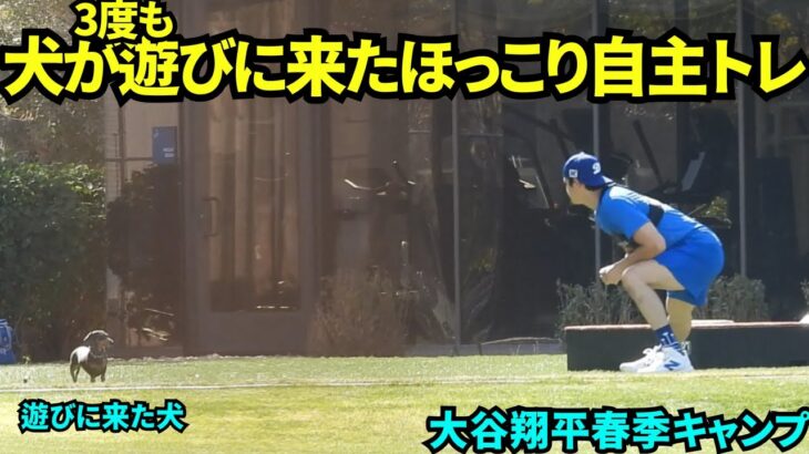 犬に好かれる大谷翔平！自主トレ中3回も犬が遊びにきたw大谷もほっこりな表情【現地映像】スプリングトレーニング