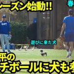 大谷のキャッチボール中に珍事件wキャッチボールに入りたい犬が来て笑顔になる大谷翔平【現地映像】スプリングトレーニング