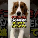 🐶大谷翔平が愛犬デコピンとの感動の再会写真を公開！真美子夫人と留守番を頑張ってエラかったね！#shorts #大谷翔平 #野球