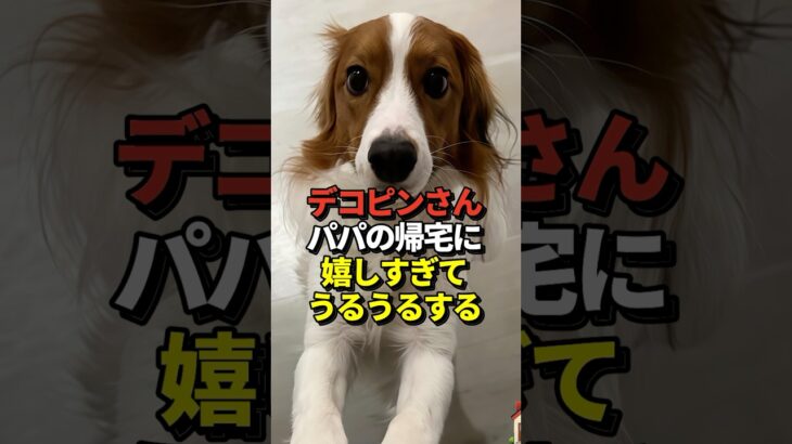 🐶大谷翔平が愛犬デコピンとの感動の再会写真を公開！真美子夫人と留守番を頑張ってエラかったね！#shorts #大谷翔平 #野球