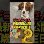 🐶大谷翔平が愛犬デコピンの2歳の誕生日に最新の写真を投稿！真美子夫人との長女出産以降としては初！#shorts #大谷翔平 #野球