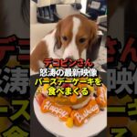 【超速報】🐶デコピンがケーキを食べる！大谷翔平選手が最新映像を公開！真美子夫人もお菓子が大好き！#shorts #大谷翔平 #野球
