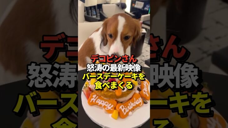 【超速報】🐶デコピンがケーキを食べる！大谷翔平選手が最新映像を公開！真美子夫人もお菓子が大好き！#shorts #大谷翔平 #野球