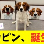 デコピン、２歳の誕生日を迎える！大谷翔平が愛犬デコピンの誕生日を祝福