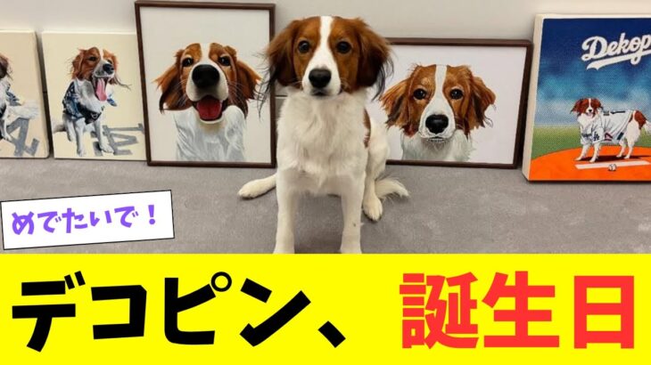 デコピン、２歳の誕生日を迎える！大谷翔平が愛犬デコピンの誕生日を祝福