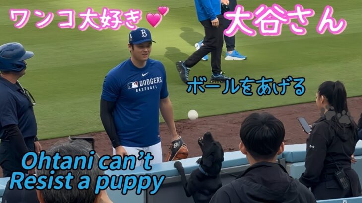 ワンコが好きすぎる大谷さん🐶❤️ボールをあげる⚾️エンゼルスウォードとの再会も☺️✨