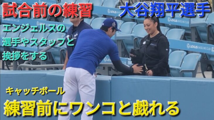 試合前の練習〜キャッチボール・最後は強めの投球〜【大谷翔平選手】練習前にワンコと戯れる🐶練習中にテイラー・ウォード選手と挨拶⚾️vsエンジェルス〜フリーウェイシリーズ初戦〜