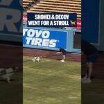 Shohei Ohtani and Decoy already started their offseason training 🤣