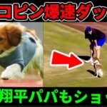 デコピン爆速ダッシュ💨大谷翔平パパもショック🤣🐶