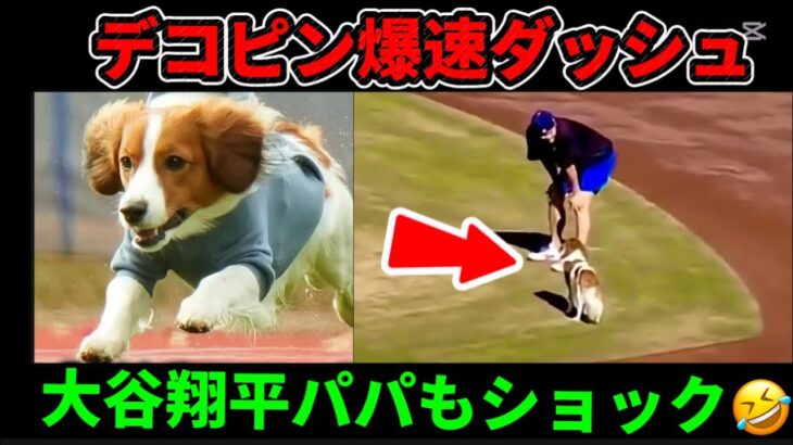 デコピン爆速ダッシュ💨大谷翔平パパもショック🤣🐶