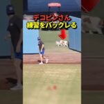 【大爆笑】🐶デコピンが大谷翔平との練習をまさかの拒否！