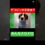 デコピンが主役🐶💖みんなメロメロ #デコピン #大谷翔平 #ドジャース #mlb#trending #shorts