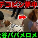 デコピン夢中!?大谷翔平パパにメロメロ!?ww