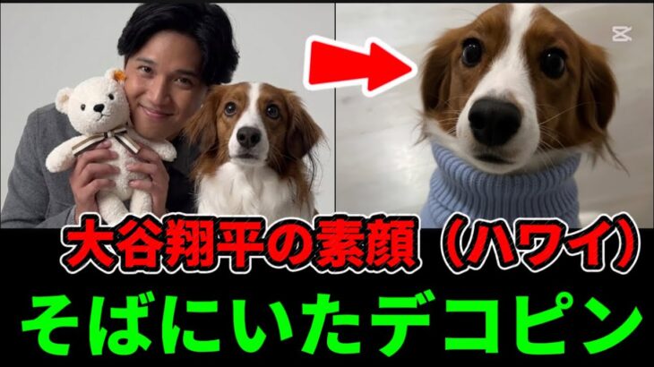 ハワイで見せた“大谷翔平の素顔”｜そばにいたデコピン