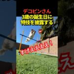 🐶大谷翔平がInstagram更新！デコピンが3歳の誕生日にケーキを食べる姿や高跳びをしている写真を投稿！