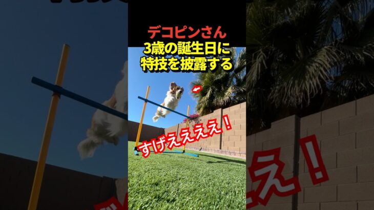 🐶大谷翔平がInstagram更新！デコピンが3歳の誕生日にケーキを食べる姿や高跳びをしている写真を投稿！