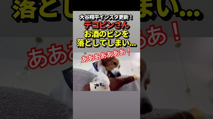 🐶デコピンがお酒を落としてしまう！大谷翔平がインスタ更新！